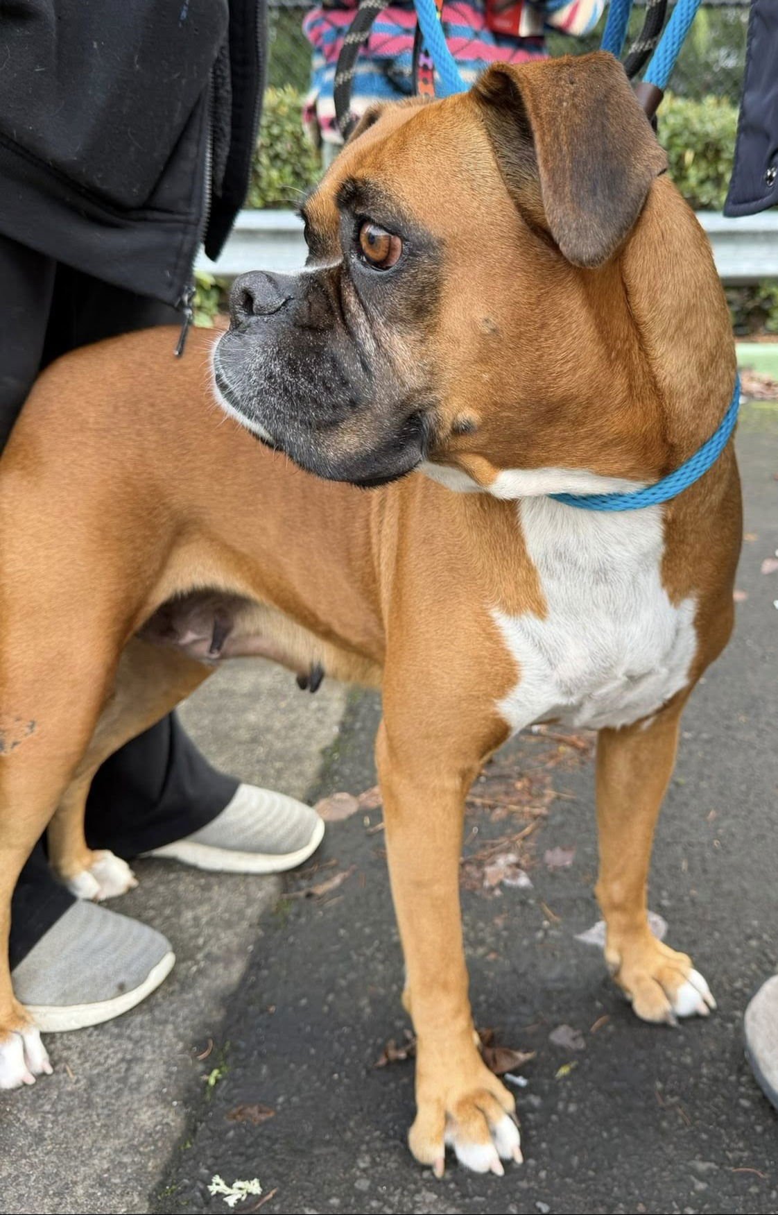 HARLEY 2025-1 - Boxer available for adoption