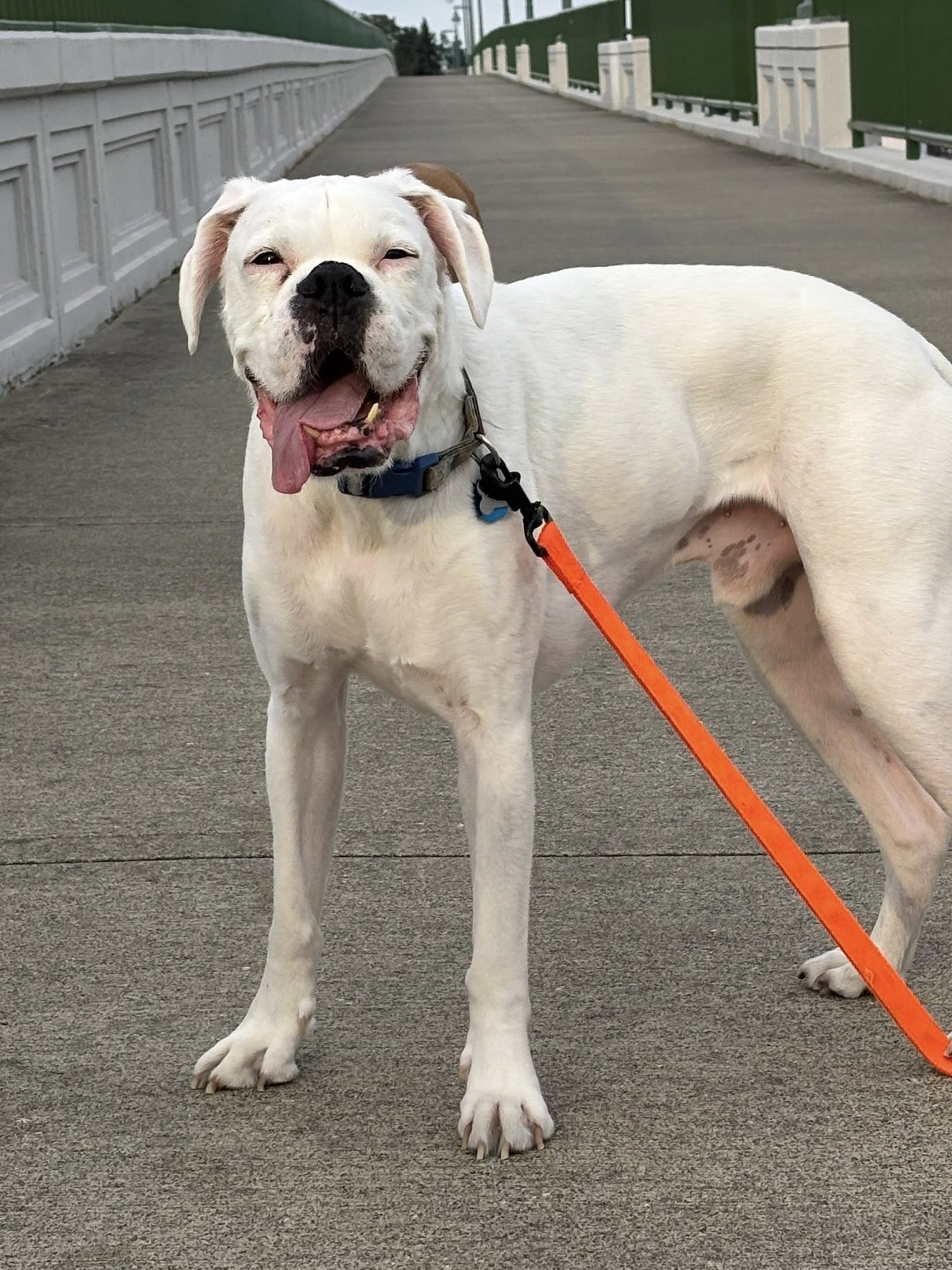 ODIE - Boxer available for adoption