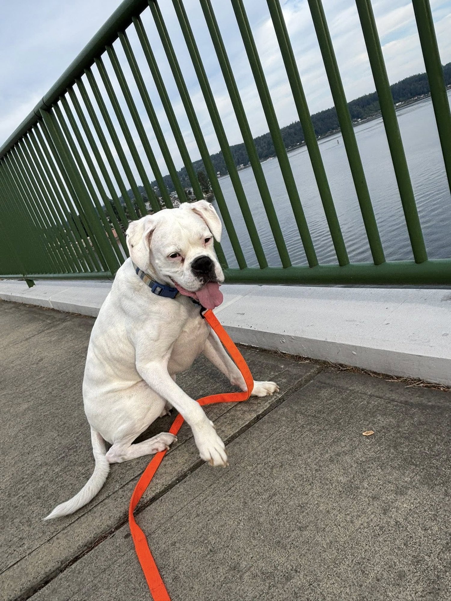 ODIE - Boxer available for adoption