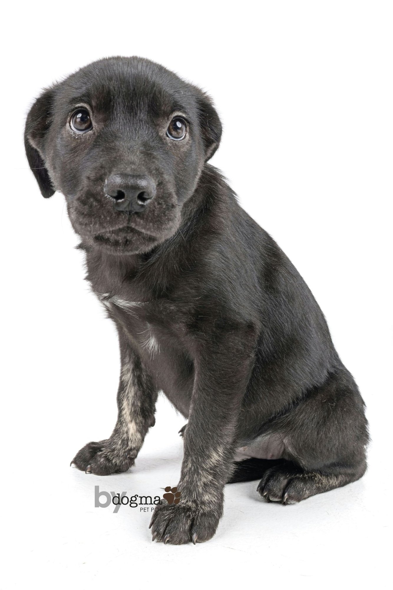 XENA - Boxer / German Shepherd Dog available for adoption