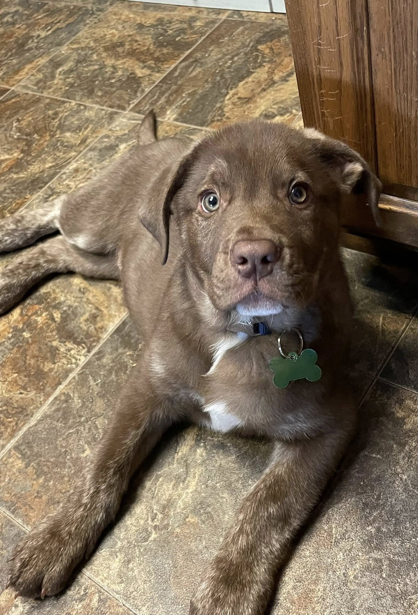 BERNIE - Boxer / German Shepherd Dog available for adoption