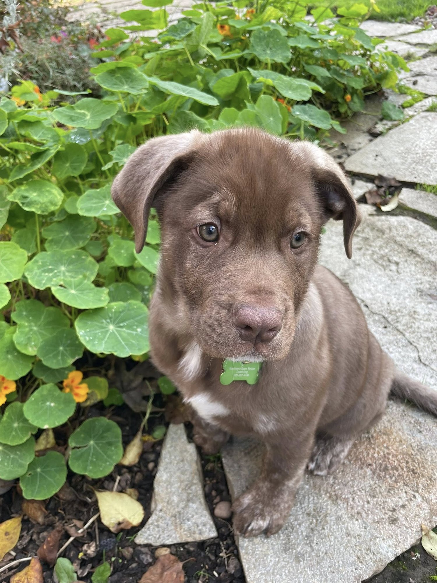 BERNIE - Boxer / German Shepherd Dog available for adoption