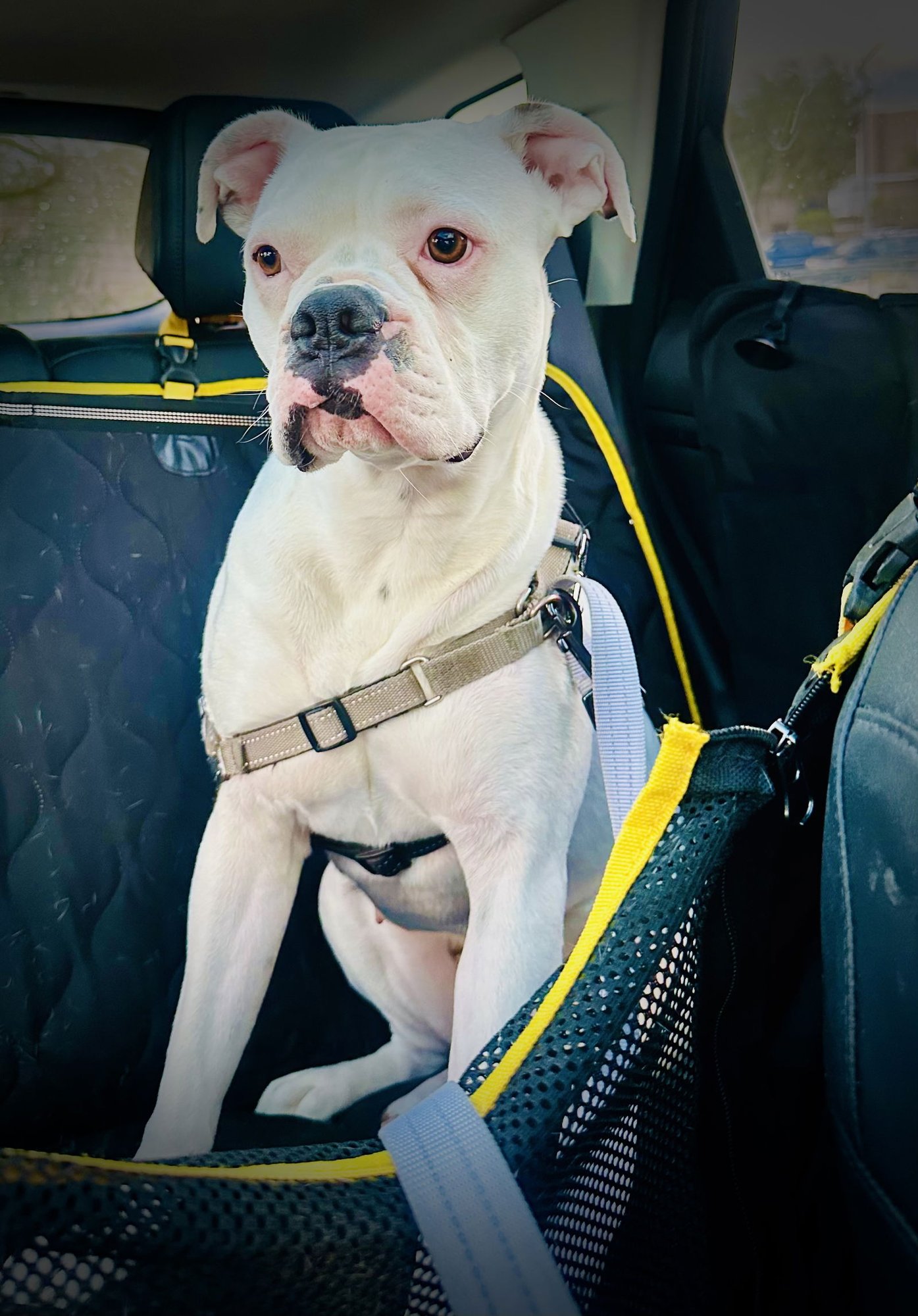 LUNA 2026-1 - Boxer available for adoption