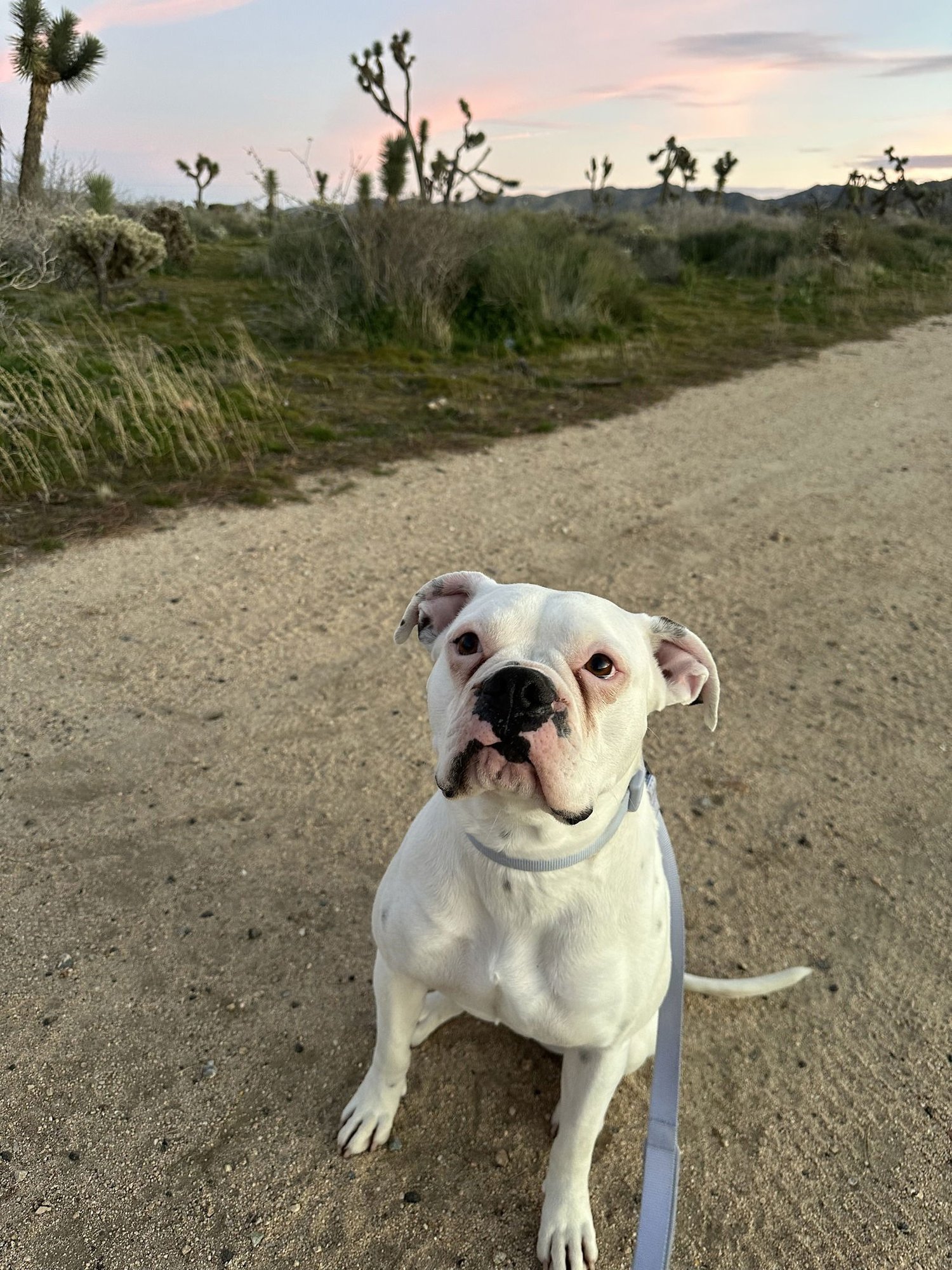 LUNA 2026-1 - Boxer available for adoption