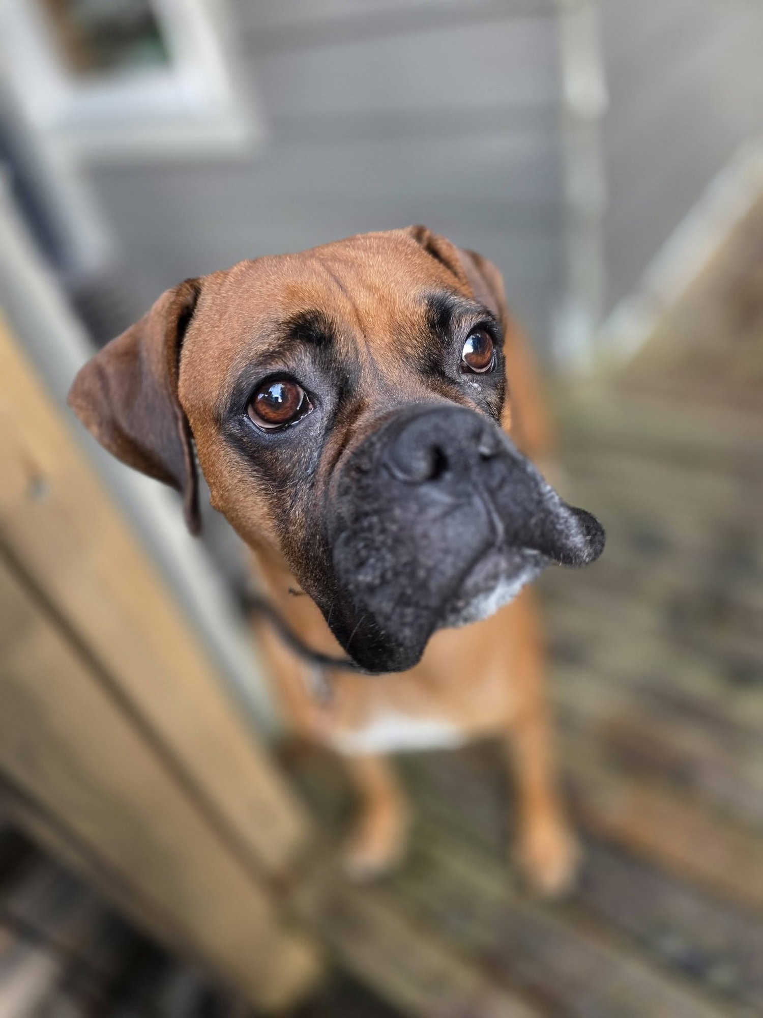 OPALITE - Boxer available for adoption