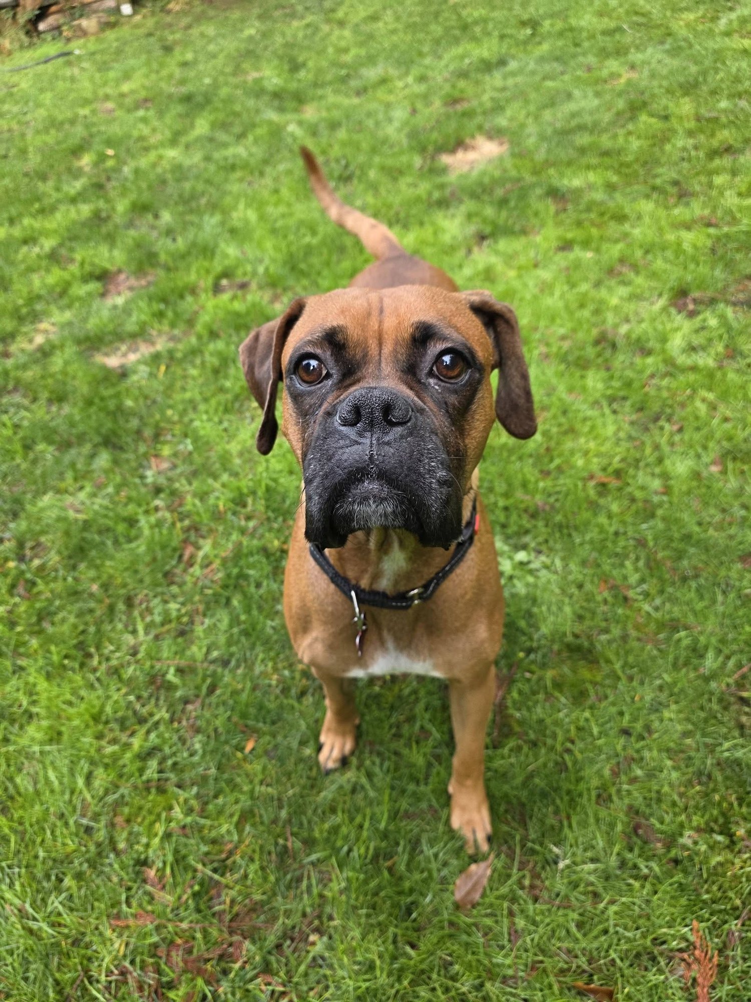 OPALITE - Boxer available for adoption