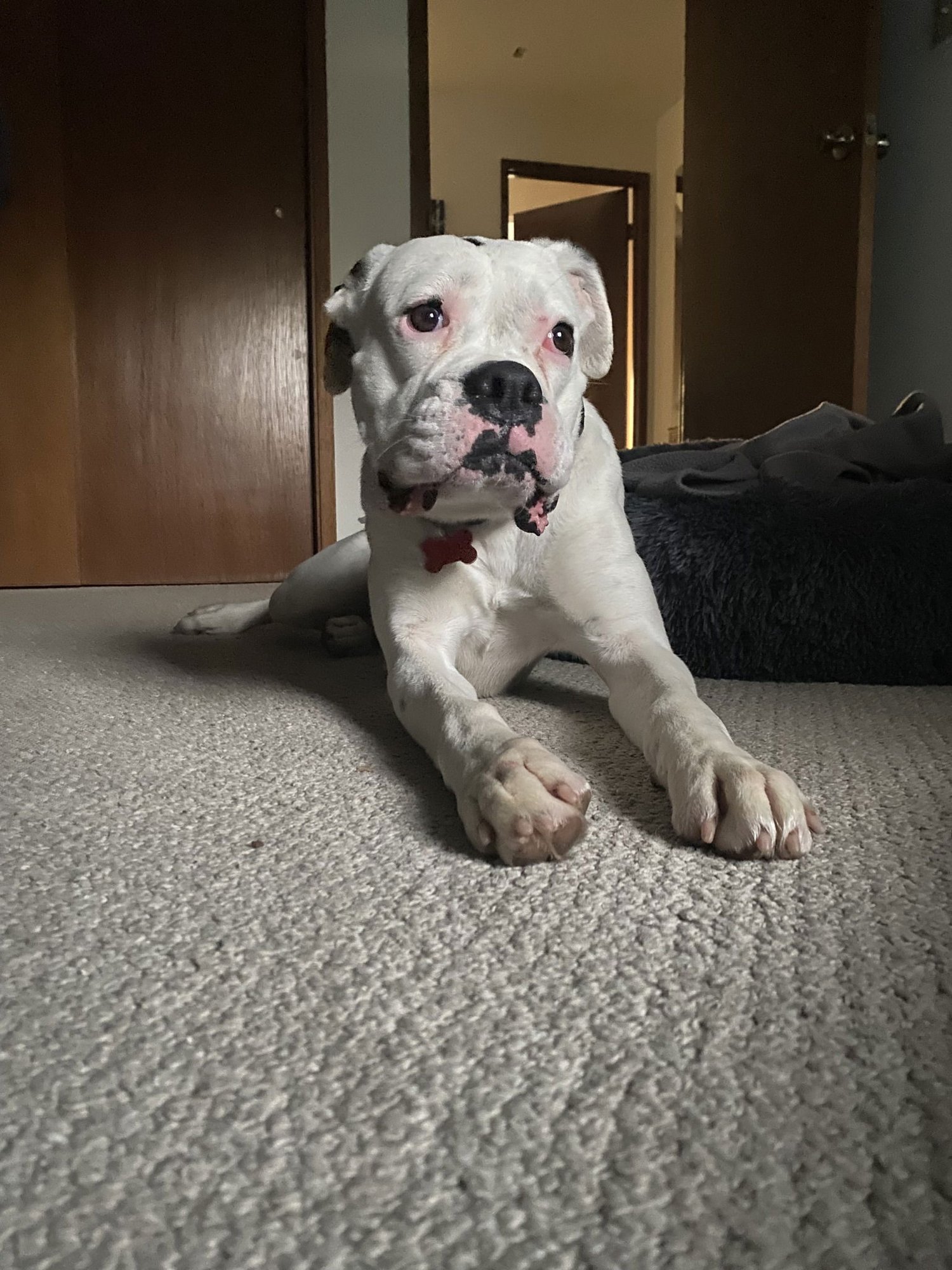 MIA 2026-2 - Boxer available for adoption