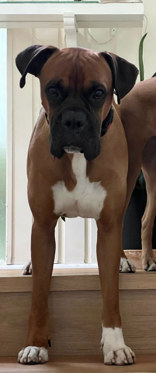 CASH 2025-2 - Boxer available for adoption