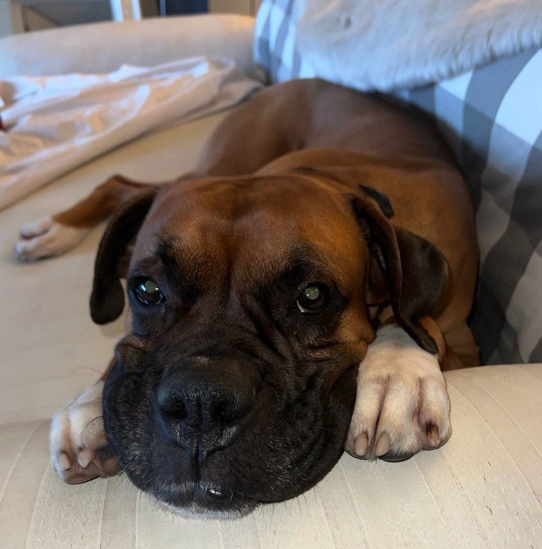 CASH 2025-2 - Boxer available for adoption