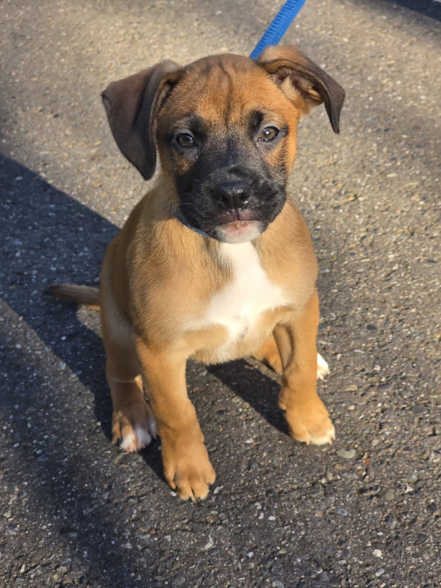 VENUS - Boxer available for adoption