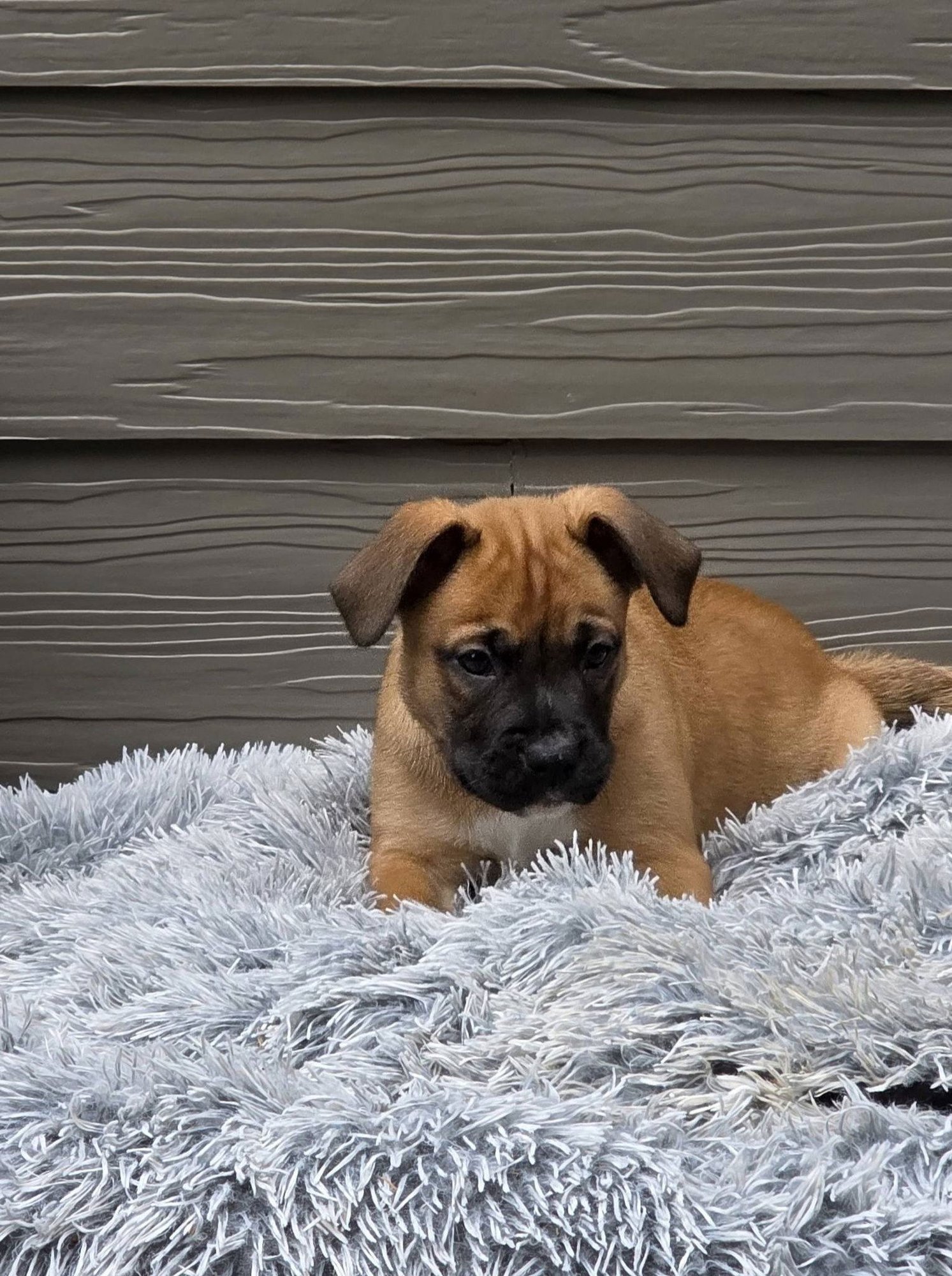 VENUS - Boxer available for adoption