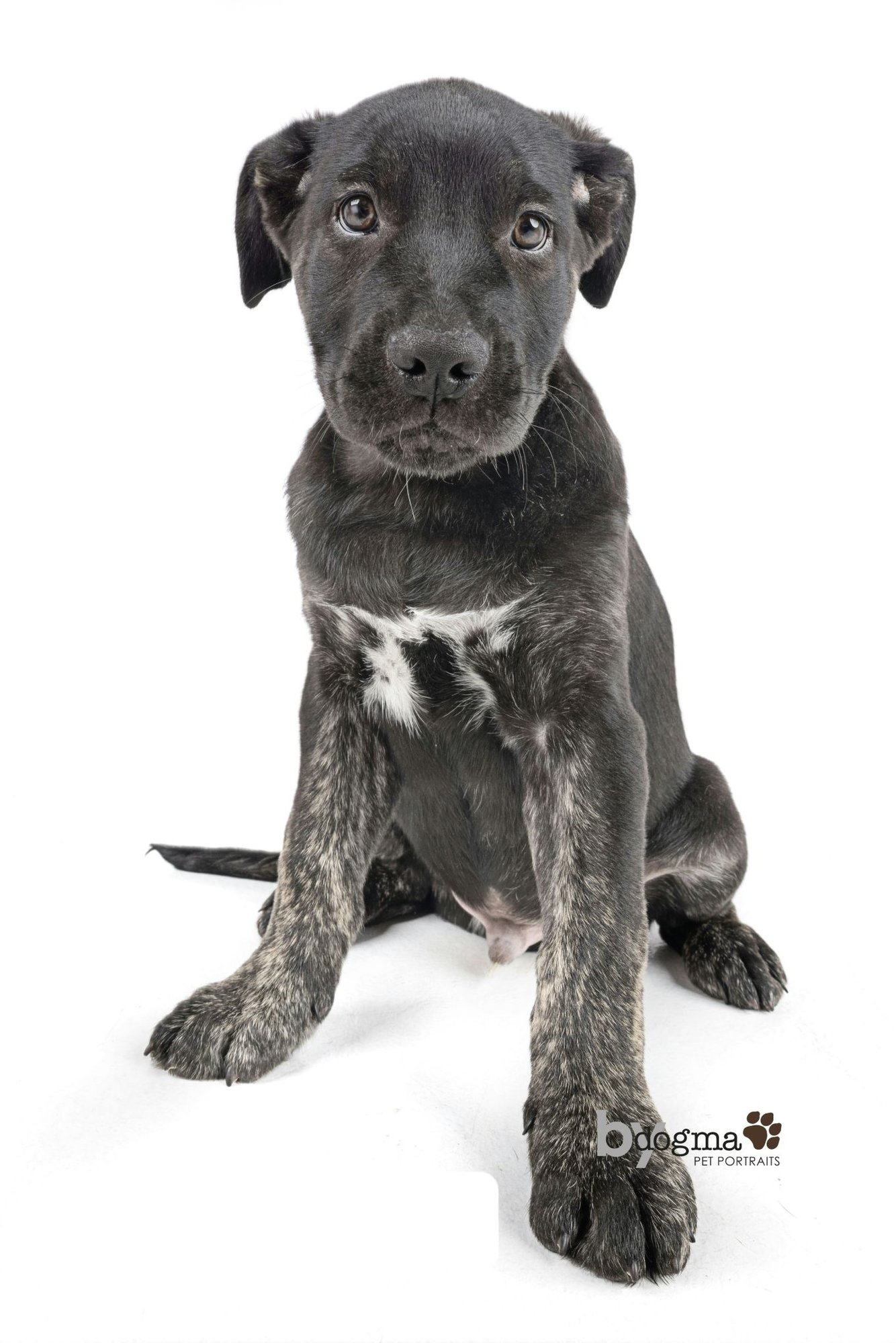 ADOBO - Boxer / German Shepherd Dog available for adoption