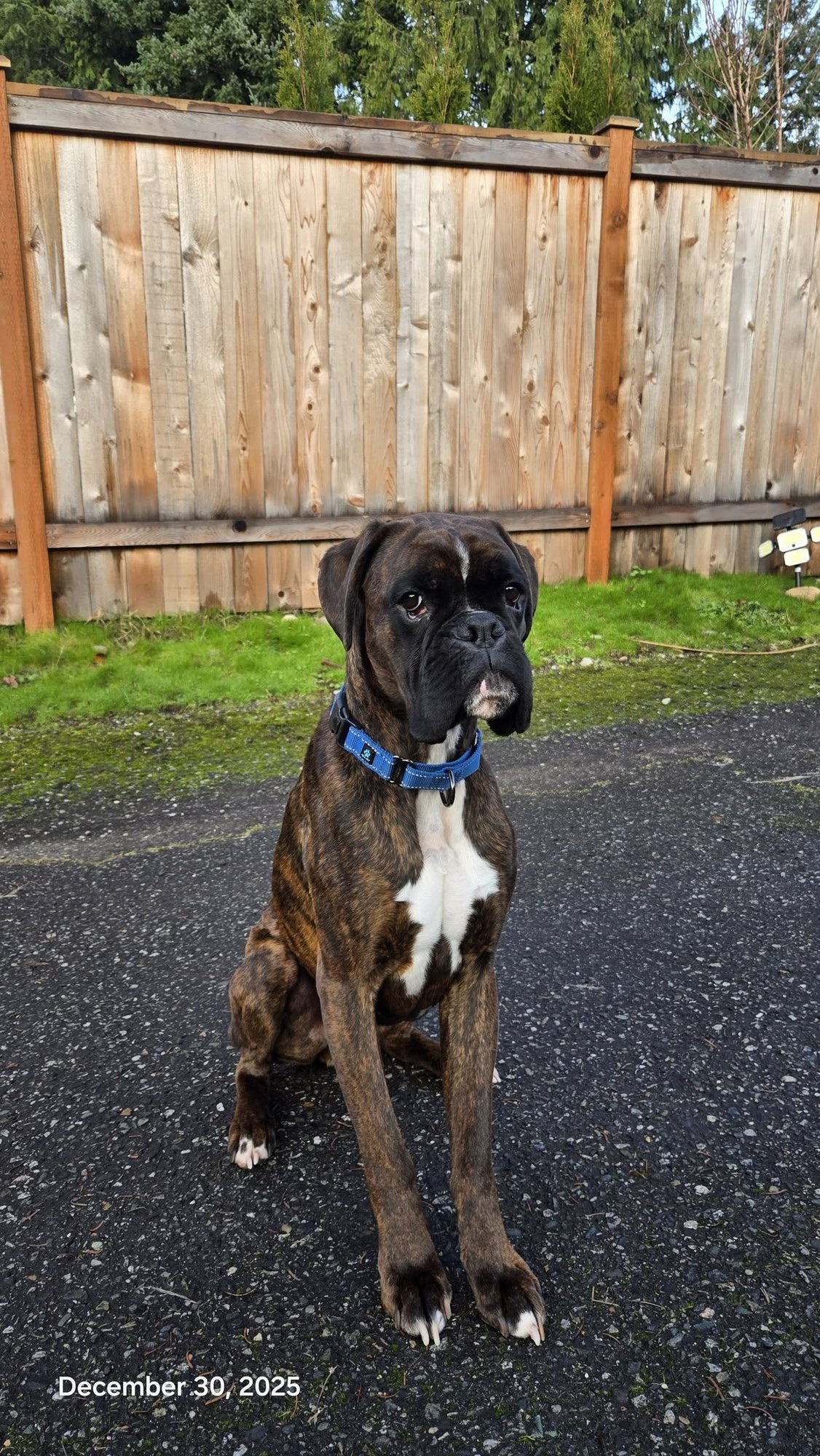 EDDIE - Boxer available for adoption