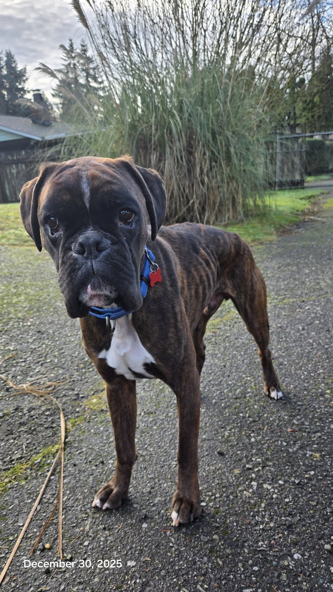 EDDIE - Boxer available for adoption