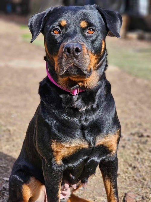 ABBY - Rottweiler available for adoption