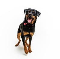 Abby - Photo 6