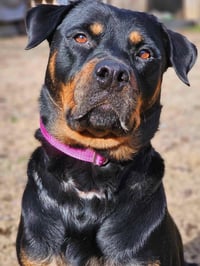 Abby - Photo 3