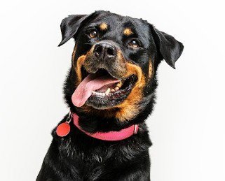 ABBY - Rottweiler available for adoption