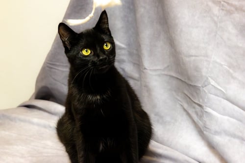 GROMMET & GLITCH - Domestic Short Hair available for adoption