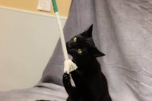 GROMMET & GLITCH - Domestic Short Hair available for adoption