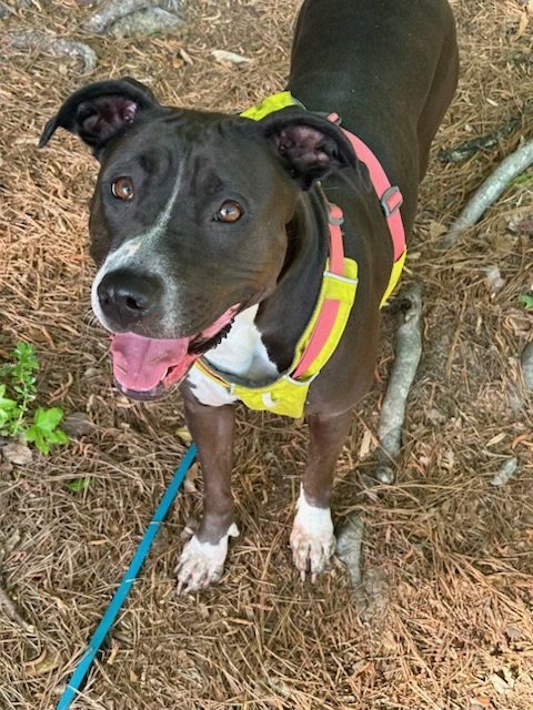 LUNABELL - Pit Bull Terrier / Hound for adoption in Cary
