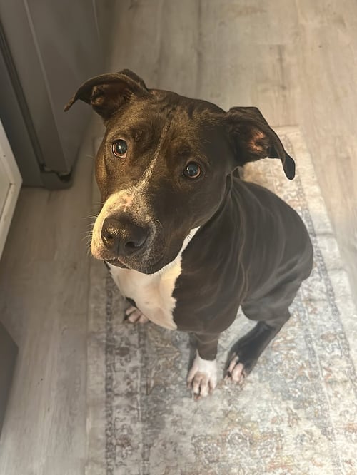 LUNABELL - Pit Bull Terrier / Hound available for adoption