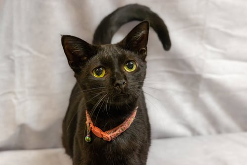 SOOT - Domestic Short Hair available for adoption