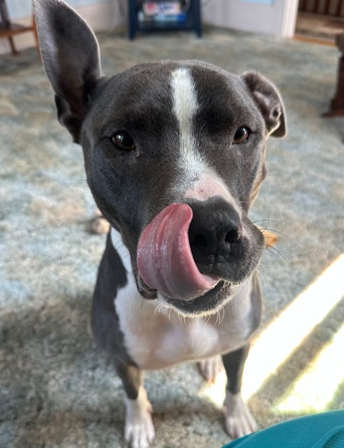 BRUNO - Terrier available for adoption