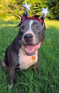 Bruno - Photo 4