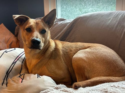 MONTY - Carolina Dog available for adoption
