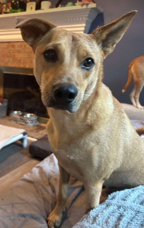 MONTY - Carolina Dog available for adoption