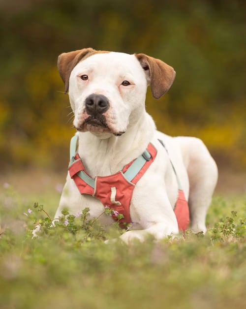 APRICOT - American Pit Bull Terrier available for adoption