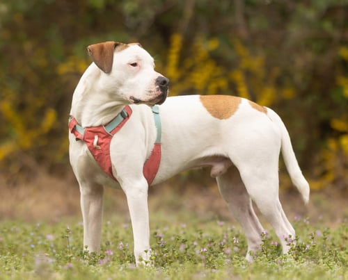 APRICOT - American Pit Bull Terrier available for adoption