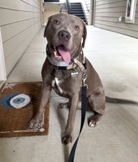 Baloo - Photo 1