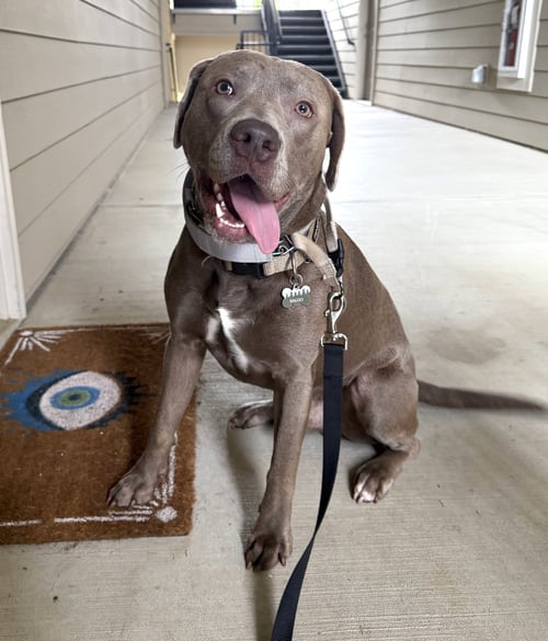 BALOO - Pit Bull Terrier / Labrador Retriever for adoption in Cary
