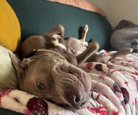 Baloo - Photo 3