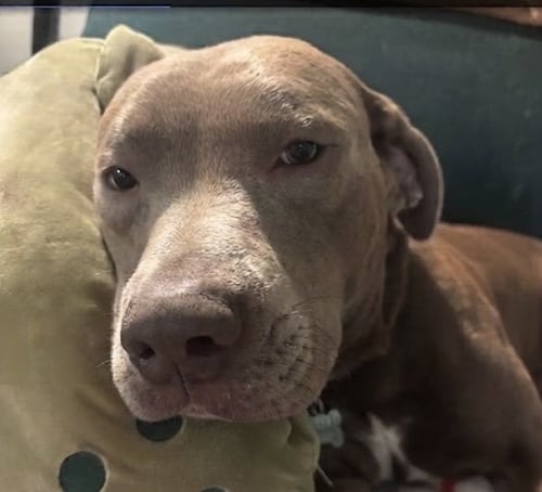 BALOO - Pit Bull Terrier / Labrador Retriever available for adoption
