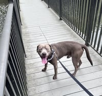 Baloo - Photo 4