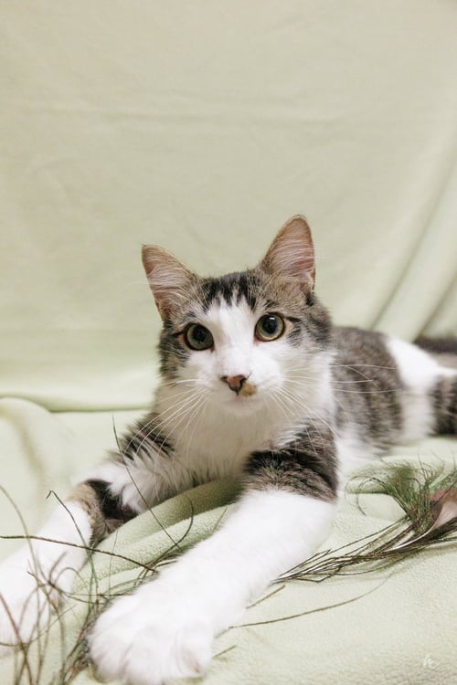 DIESEL - Domestic Short Hair available for adoption