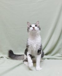 Diesel - Photo 2