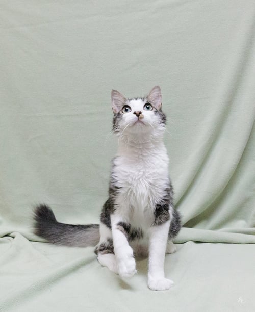 DIESEL - Domestic Short Hair available for adoption