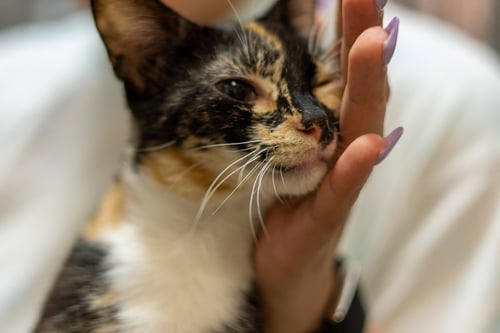 TACO - Domestic Short Hair available for adoption