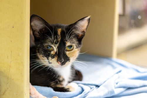 TACO - Domestic Short Hair available for adoption