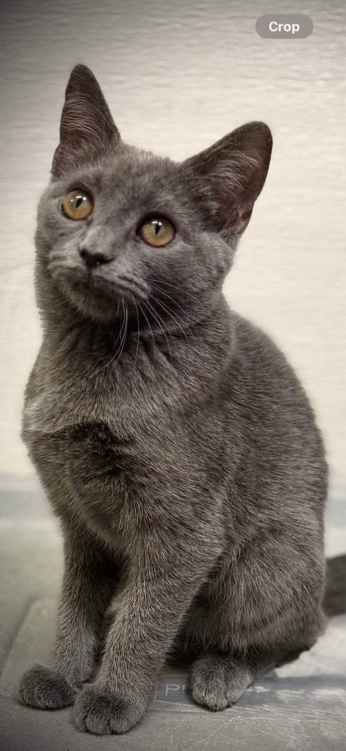 LIBERTY - Domestic Short Hair available for adoption