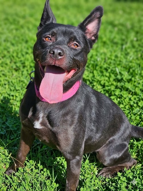 LUNA - Pit Bull Terrier / Husky available for adoption