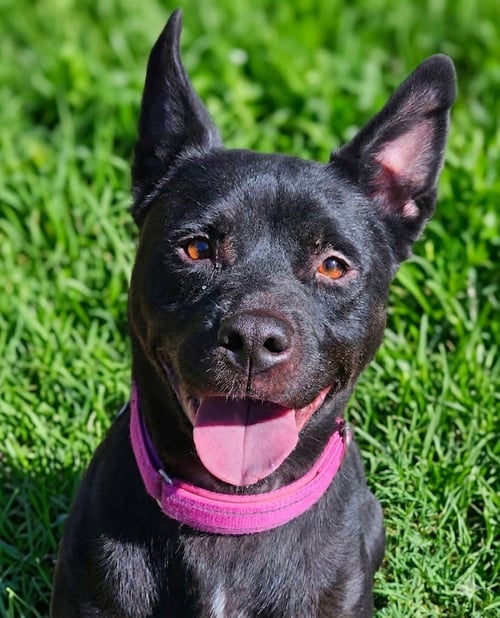 LUNA - Pit Bull Terrier / Husky available for adoption