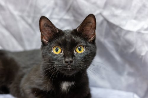 STORMY - Domestic Short Hair available for adoption