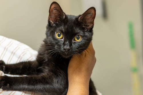STORMY - Domestic Short Hair available for adoption