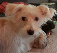 Poppy - Photo 4