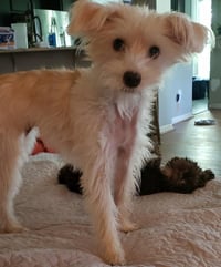 Poppy - Photo 6